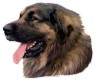 Leonberger Aufkleber