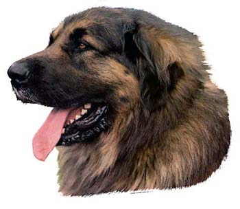 Gro�e Aufkleber-Packung (2 Aufkleber) mit Leonberger-Motiv