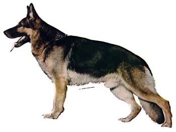 Gro�e Aufkleber-Packung (2 Aufkleber) mit Deutscher Sch�ferhund (stehend)-Motiv