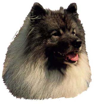 Gro�e Aufkleber-Packung (2 Aufkleber) mit Wolfsspitz-Motiv