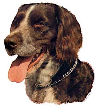 Gro�e Aufkleber-Packung (2 Aufkleber) mit M�nsterl�nder-Motiv