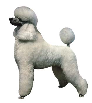 Gro�e Aufkleber-Packung (2 Aufkleber) mit Pudel (wei�, stehend)-Motiv