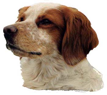 Gro�e Aufkleber-Packung (2 Aufkleber) mit Epagneul Breton-Motiv