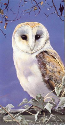 Eule Gru�karte - Vorderseite